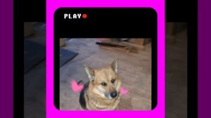 1000042003.mp4 (Собака смотрит на монтаж электропроводки (отверстия под м/коробки) в доме А-фрейм)