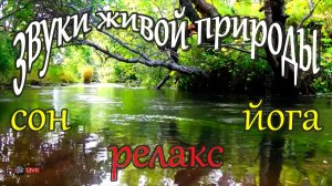 ЗВУКИ ПРИРОДЫ, ЛЕСНАЯ РЕЧКА, ПЕНИЕ ПТИЦ, СОН, РЕЛАКС, ЙОГА, ЗВУКОВОЙ ФОН
