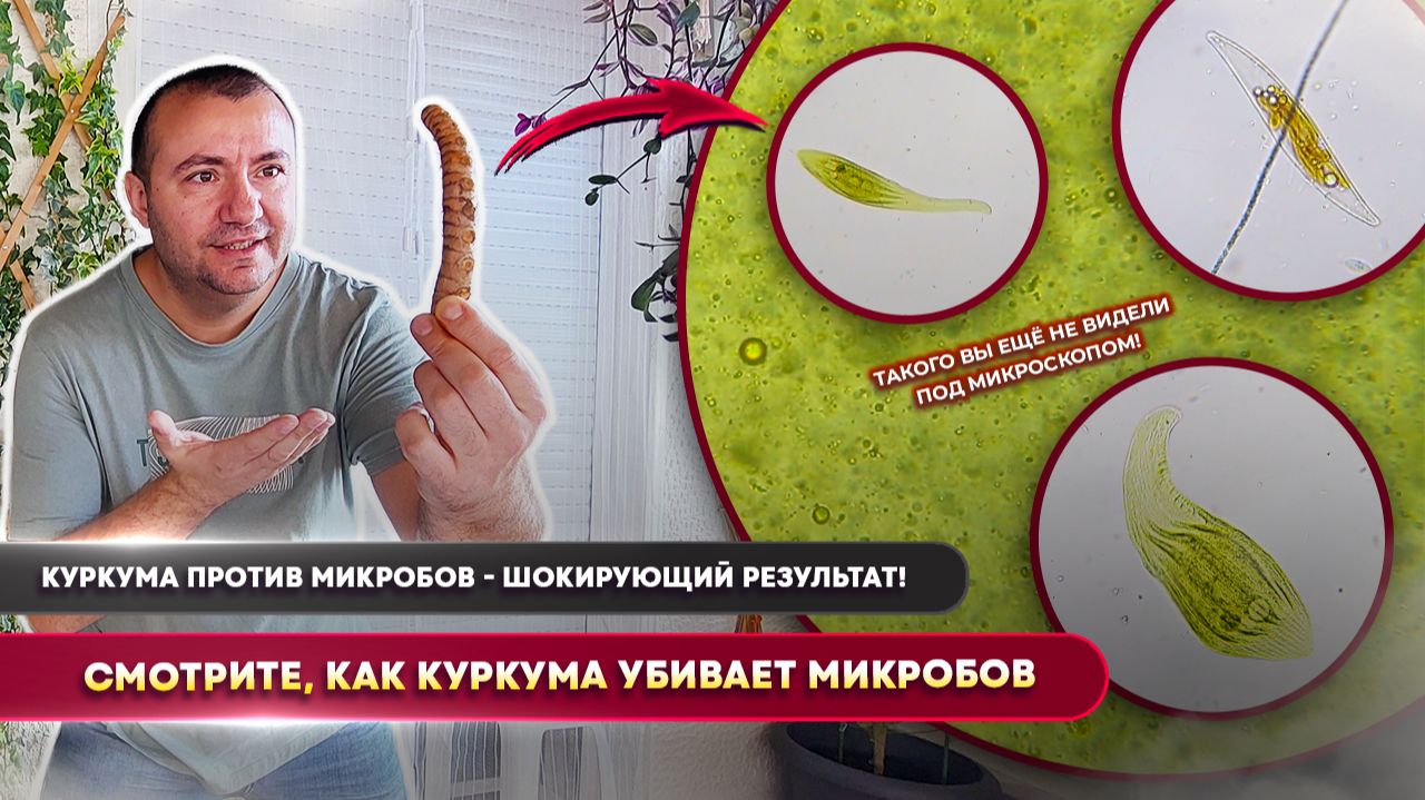 Куркума уничтожает всё живое под микроскопом! Реальный эксперимент, без фальши!