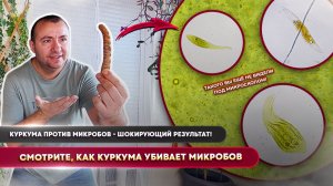 Куркума уничтожает всё живое под микроскопом! Реальный эксперимент, без фальши!
