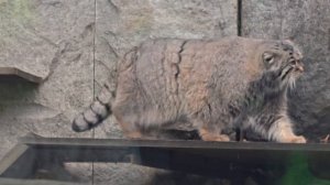 Манул Тимоша из Московского зоопарка