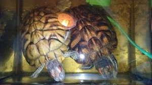 Умная колонка Маруся рассказывает анекдоты. утро 10-12-2025. Красноухие черепахи 🐢🐢🐢.