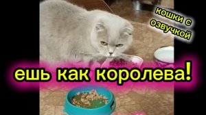 Кошки с озвучкой.