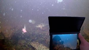 Поклевки Ротана. Зимняя рыбалка. Подводная съемка