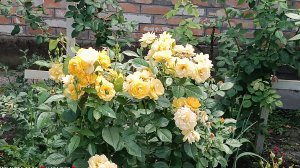 Одна из самых популярных жёлтых роз.