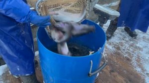 Запуск форели