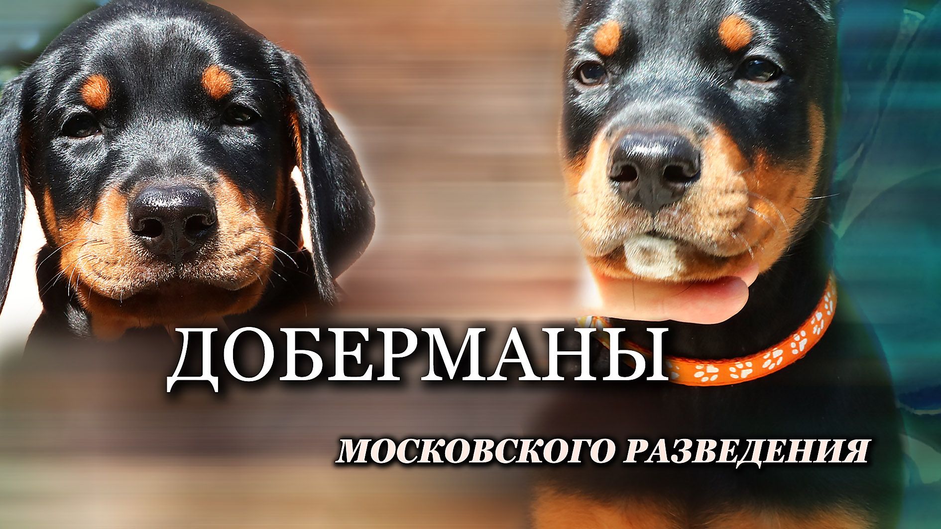 Элитный Щенок Добермана в Московском Питомнике Служебных Собак.