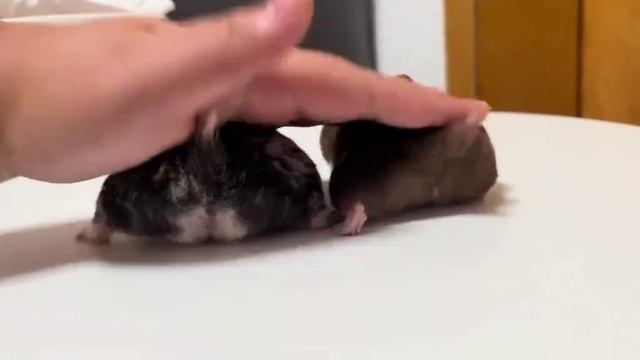 Видео, которое восстановит вашу психику и вернёт душевный покой