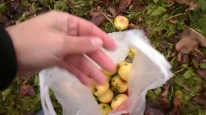 АНТОНОВКА СБОР ЯБЛОК 11.11.2017