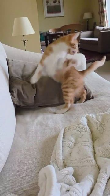 Рыжий суетолог УКОТИЛСЯ