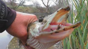 Приехал на рыбалку.Новое место на реке и наловил зубастых щук