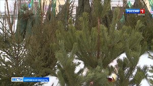 Через 10 дней в Кирове откроются елочные базары