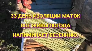 33 ДНЯ ИЗОЛЯЦИИ ПЧЕЛИНЫХ МАТОК.