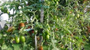 Томат КОНФЕТЫ СЛАДКИЕ СОСУЛЬКИ (Candy Sweet Icicle). Обзор сортов ТОМАТОВ!