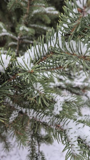 Зимушка пришла. Winter has come.Наступила зима.