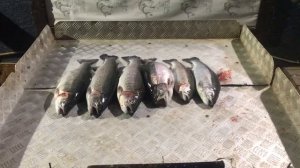 улов форели у Сергея