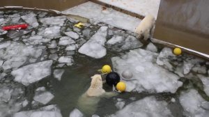 Сестричка  решилась прыгнуть на льдину, но тут же убежала 04.12.2025