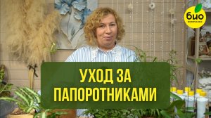 Уход за декоративными папоротниками