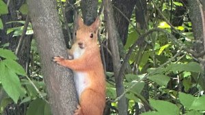 "МИС-Астора групп". Цифровой маркетинг в Ростове-на-Дону и области.