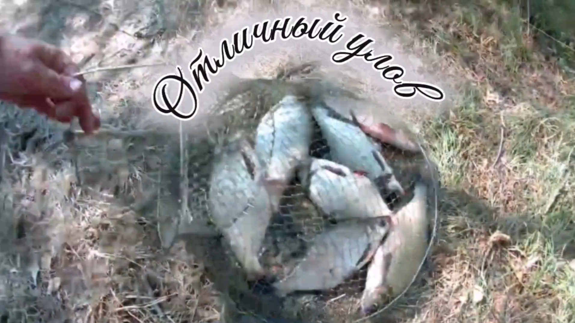 Отличный улов. Рыбак доволен!