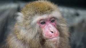 Макака-убийца забралась в дом пенсионера и растерзала его