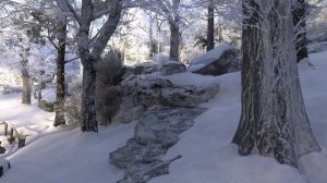 Заснеженный лес