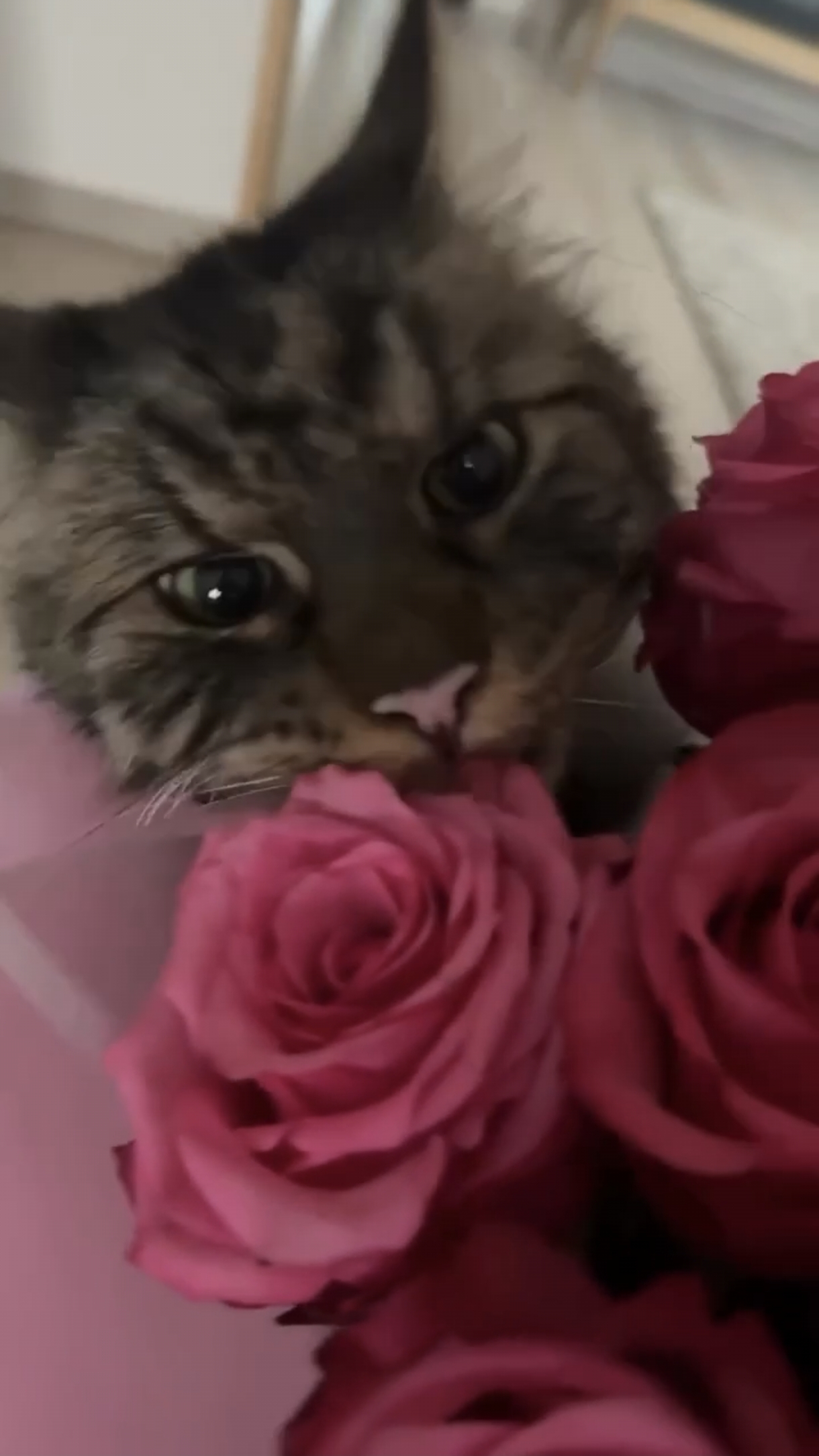 А мне цветы? 😿