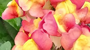 В шальные морозы, немного тепла! А у нас опять, t-34'!