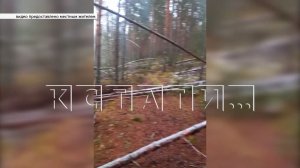 Дороги в нижегородских лесах завалены валежником,но расчищать их нельзя под угрозой уголовного дела