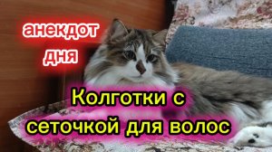 Анекдот дня. Кошки с озвучкой.