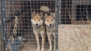 Соболь и Аян в берёзках