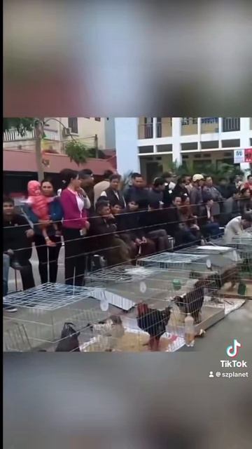 Драконья курица - потомок динозавра - птеродактиля ! #куры #курицы #chicken #birdslife