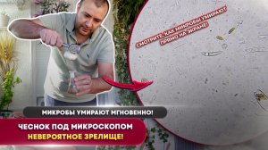 Что чеснок делает с микробами под микроскопом  Мгновенная смерть!