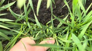 Озимая пшеница Еланчик .