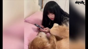 Самый смешной клип с кошками и собаками