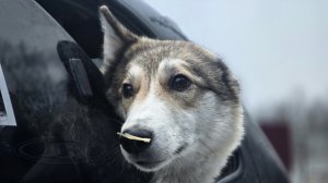 Солома для лаек