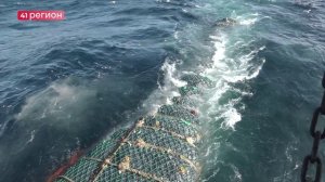 РОССИЙСКИЕ РЫБАКИ ПОЙМАЛИ ПОЧТИ 4,4 МИЛЛИОНА ТОНН ВОДНЫХ БИОРЕСУРСОВ • НОВОСТИ КАМЧАТКИ