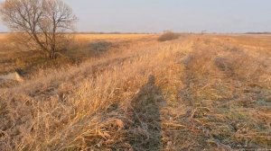 ОХОТА НА ФАЗАНА 2025 — за петухами без собаки | Осенняя охота в Приморском крае