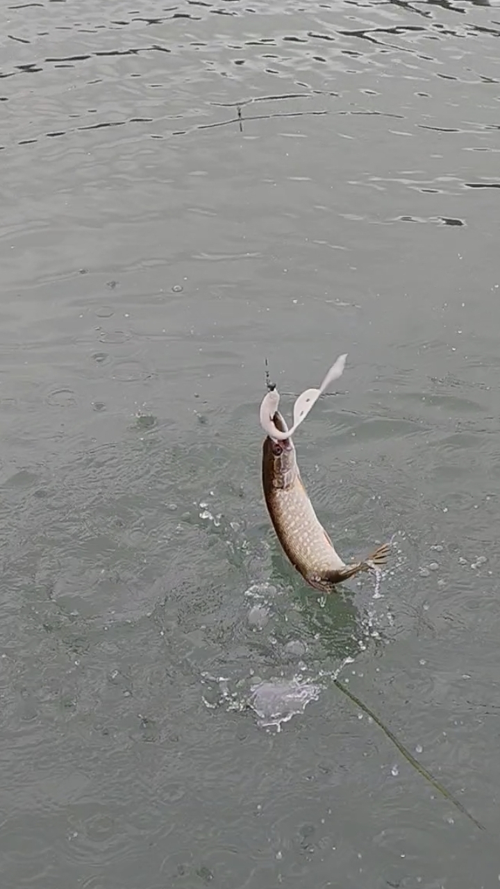 Щуки любой размер приманки по зубам,даже если приманка с её тело!