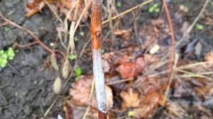 прививка в декабре.