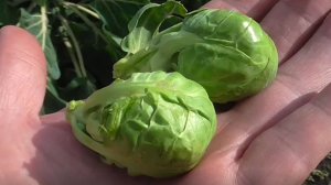Выращивание брюссельской капусты