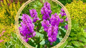 Сад в конце июня. Буквица / колокольчик / гортензия / спирея / вербейник и др.