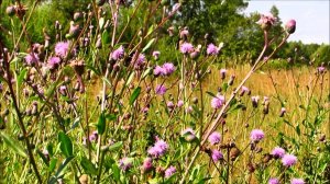 Июльский полдень