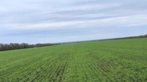 Пшеница по пшенице Еланчик