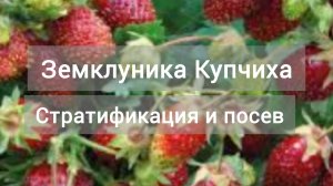 Стратификация и посев земклуники "Купчиха"