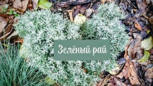 В декабре Магнолии, Олива, Рододендроны, Калины вечнозелёные, кактус и другие