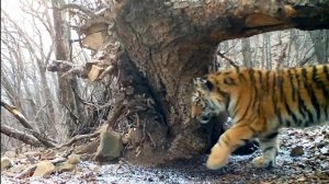 "Читает лесные соцсети": тигренок попал в фотоловушку в Приморском крае