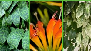 Эсхинантус Мраморный, Жар-птица, Лоббиантус вариегатный. Уход и содержание