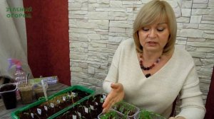 Уход за всходами ТОМАТОВ! Советы от ЗЕЛЕНОГО ОГОРОДА!