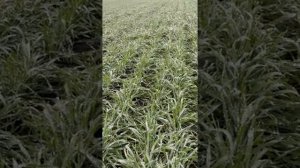 Озимая пшеница Гром. 6.12.25. Белгородская область